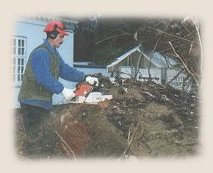 Træfældning efter decemberstorm '99